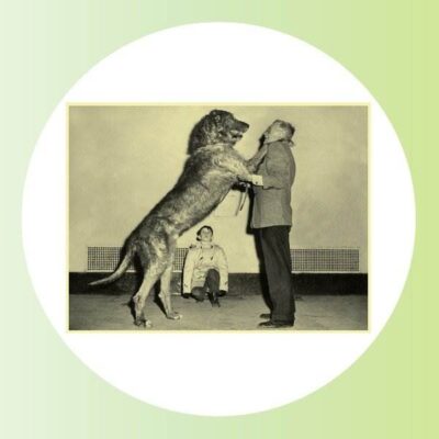 LOG3000.4 Elidir Fawr