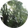 R-10490002-1499420053-2693.png Botanic House Vol. II - Monstera Deliciosa