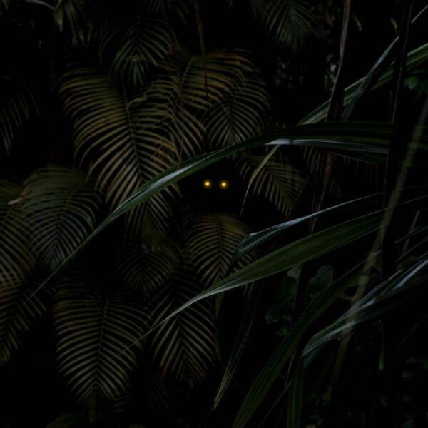 Gathering of the Ancient Spirits