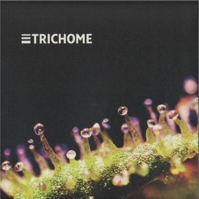 Voltage Controlled Dreams