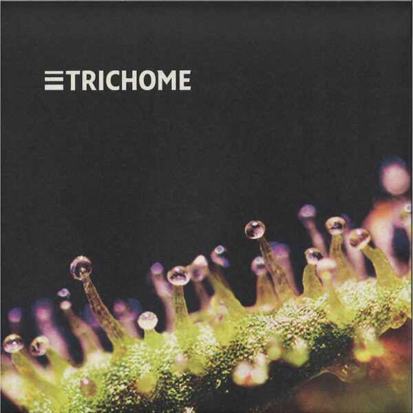 Voltage Controlled Dreams