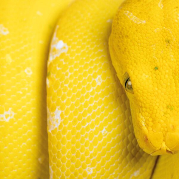 FGL_Vinyl024_Cover_Front Fragilistic