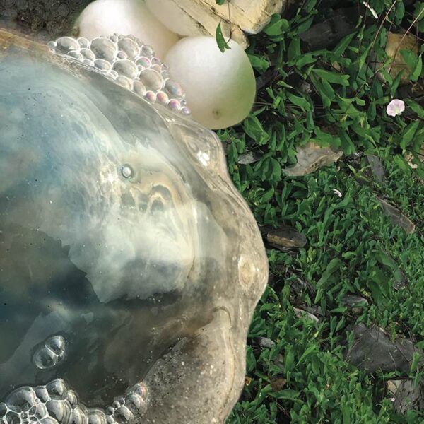 cover7D prom0_800px Wild Chamber