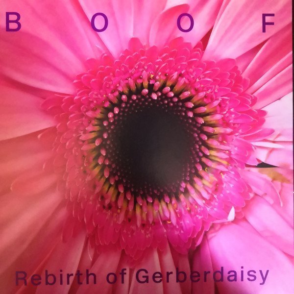 Rebirth Of Gerberdaisy