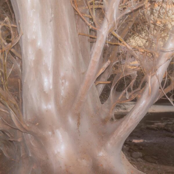 ORKL-16 The New Adaptive Lacerta