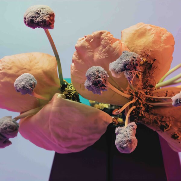 CJACT004 Compilation CJA 04