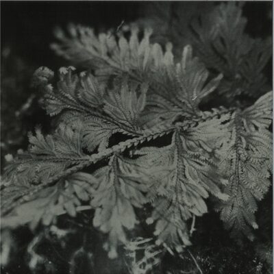 le roi est l’oiseau