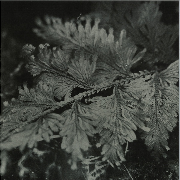 le roi est l’oiseau