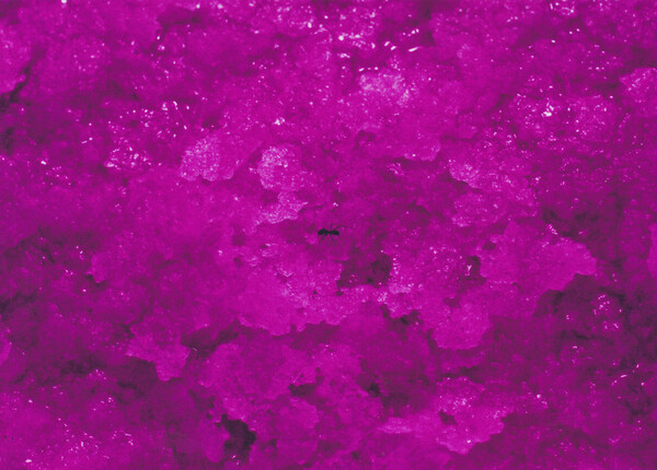 Scythe - Head X'Change