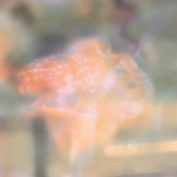 NAFF024_1_600 Soft Focus