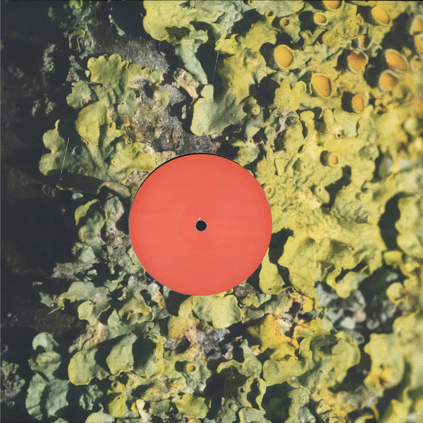 Short1_1_600 The Fool